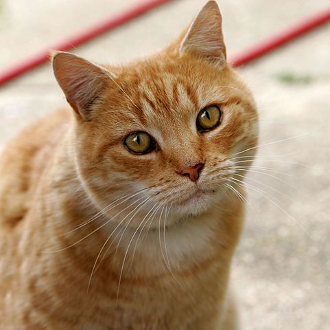 1676217256-Cat03.jpg